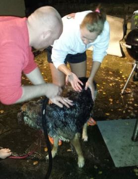 Washing a german shepherd dog after a skunk spray.